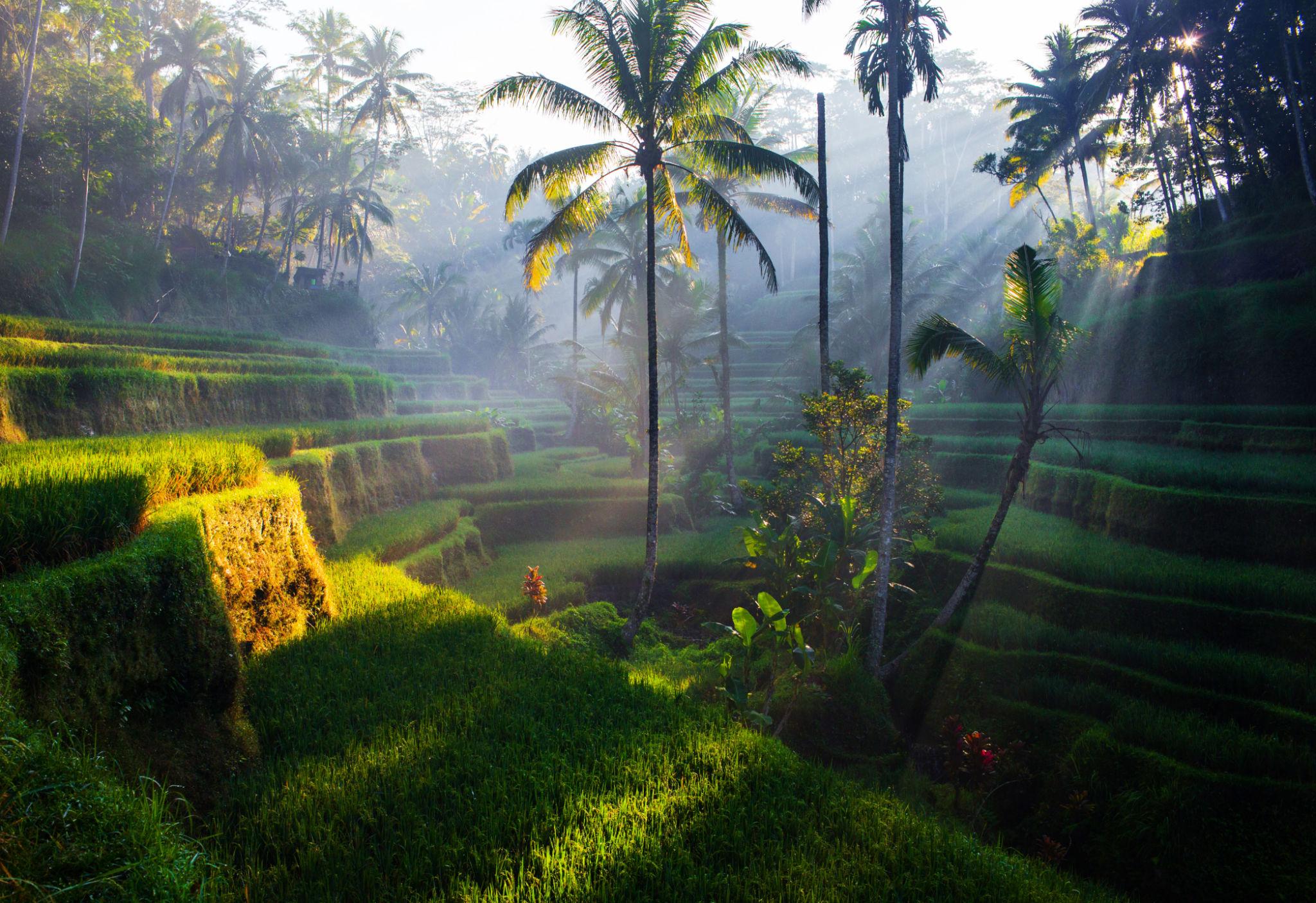 Ubud Odyssey private Bali tour